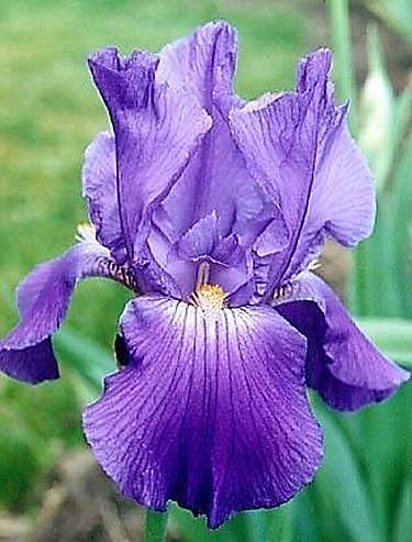 iris 1