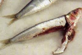 sarde 3