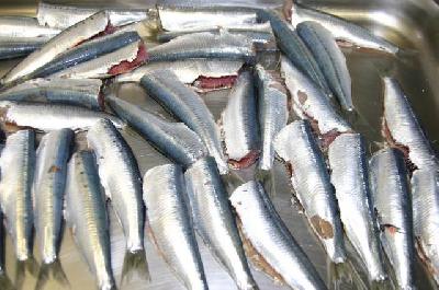 sarde