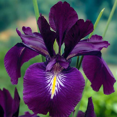 Iris